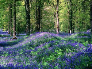Bluebells, Forest of Dean